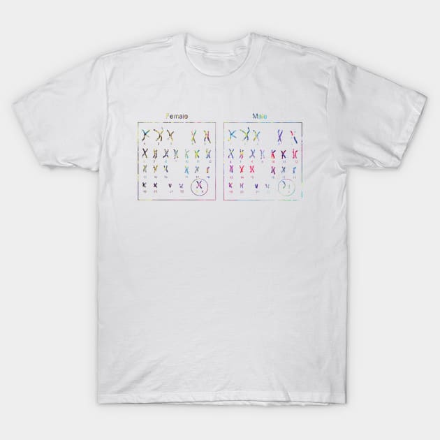 Female and male Chromosome idiogram T-Shirt by erzebeth